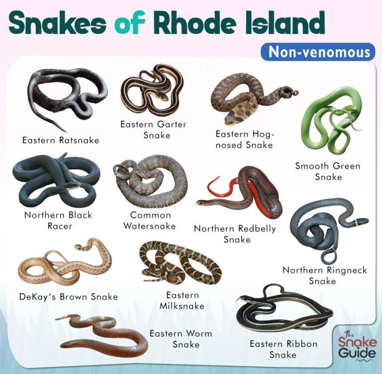 List Of Common Venomous And Non-venomous Snakes In Rhode Island With ...