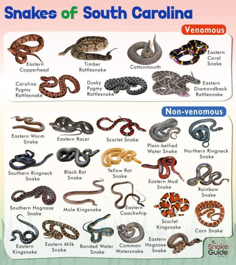 List of Common Venomous and Non-venomous Snakes in South Carolina with ...