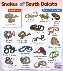 List of Common Venomous and Non-venomous Snakes in South Dakota with ...