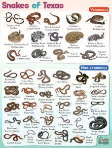 List of Common Venomous and Non-venomous Snakes in Texas with Pictures