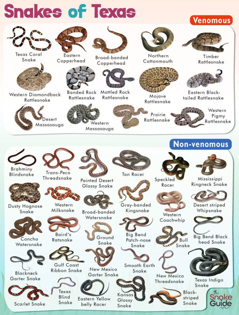 List Of Common Venomous And Non-venomous Snakes In Texas With Pictures