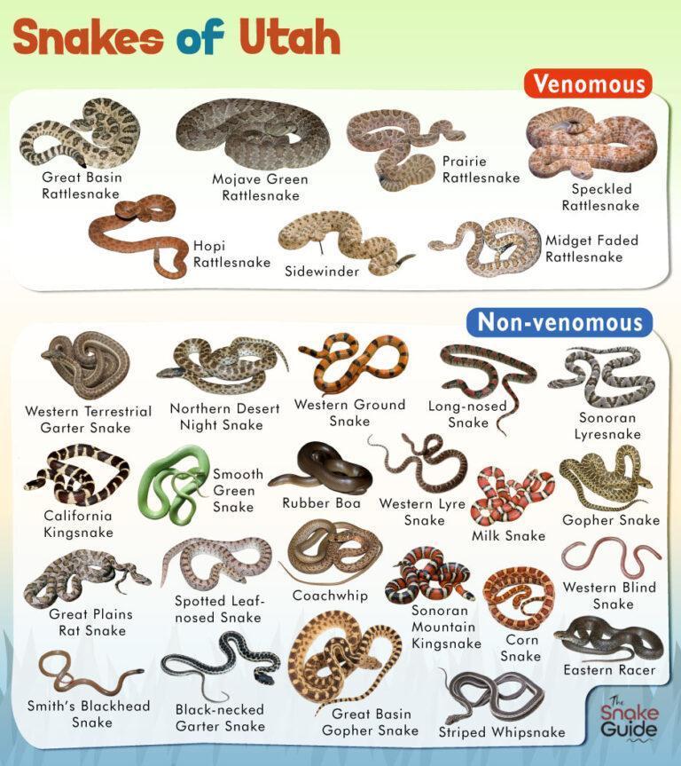 List of Common Venomous and Non-venomous Snakes in Utah with Pictures