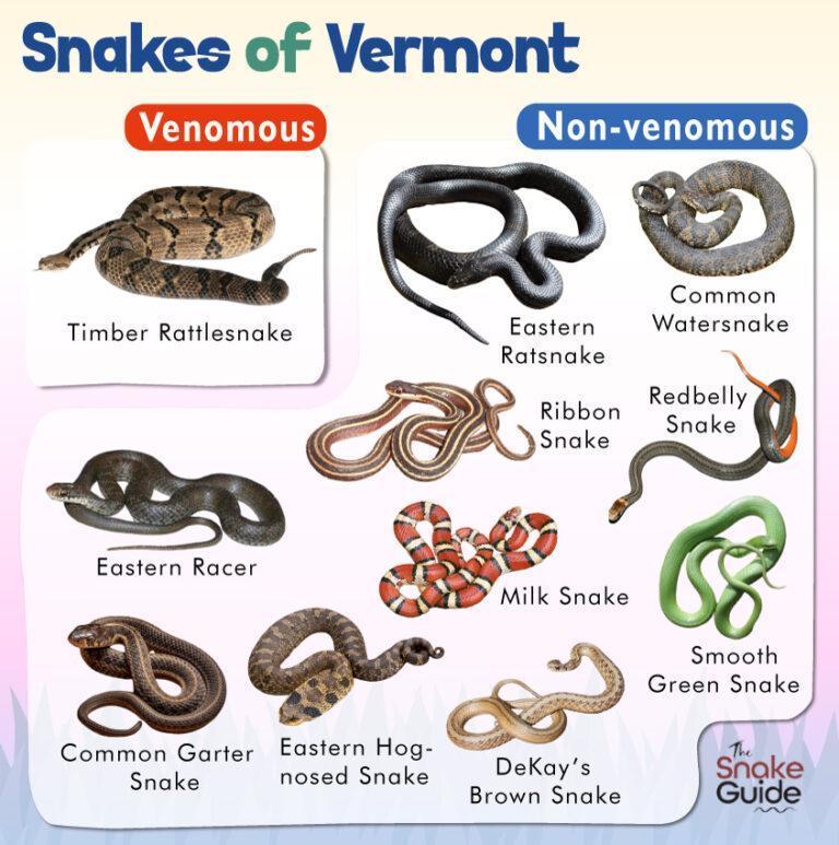 List of Common Venomous and Non-venomous Snakes in Vermont with Pictures