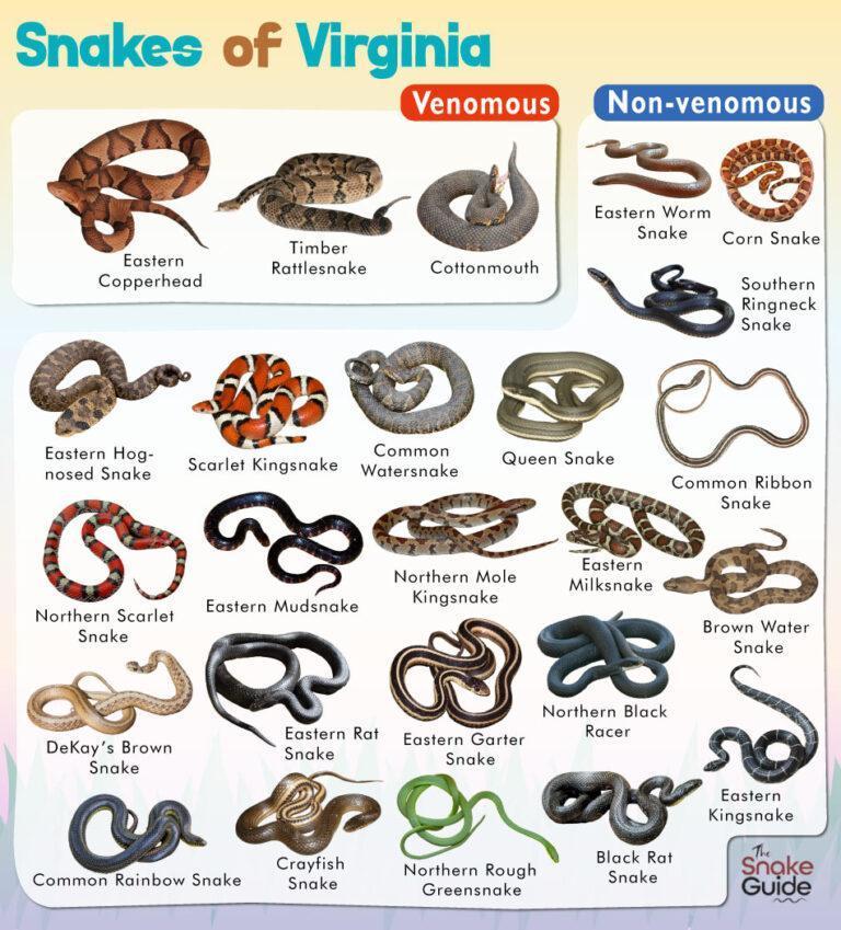 List of Common Venomous and Non-venomous Snakes in Virginia with Pictures