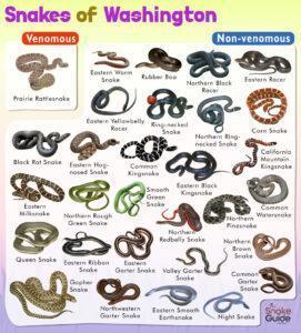 List of Common Snakes of Venomous and Non-venomous in Washington with ...