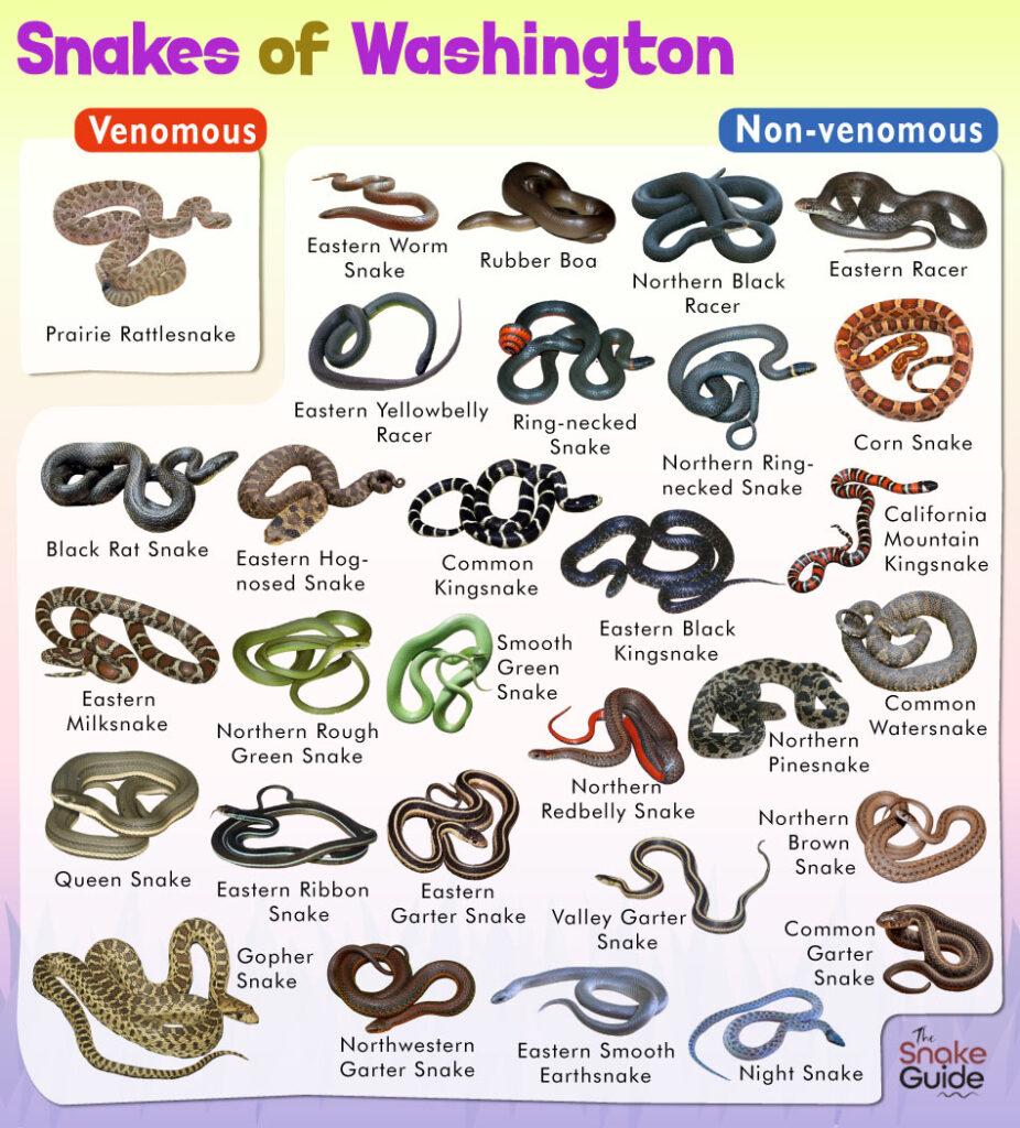 List of Common Snakes of Venomous and Non-venomous in Washington with ...