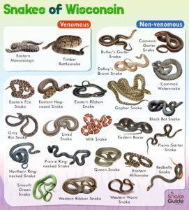 List of Common Venomous and Non-venomous Snakes in Wisconsin with Pictures