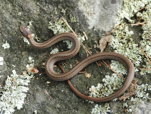 Redbelly Snake Facts, Description, Diet, And Pictures