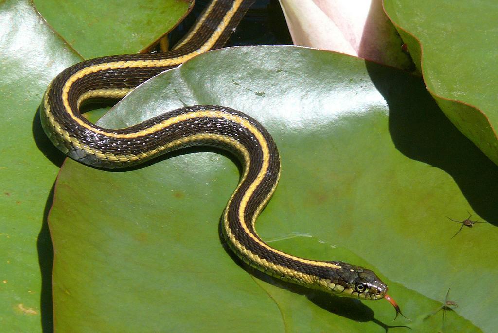 Aquatic Garter Snake (Thamnophis atratus)