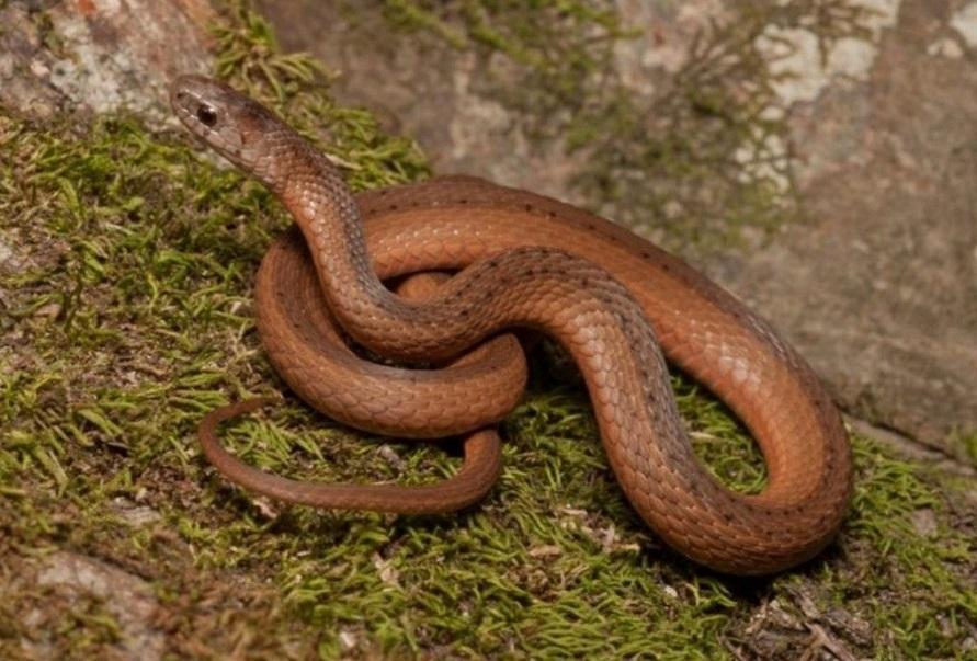 Florida Brown Snake (Storeria victa)