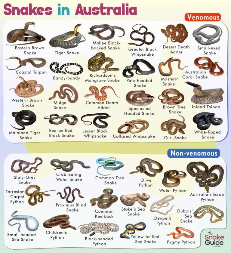 List of Common Venomous and Non-venomous Snakes in Australia with Pictures