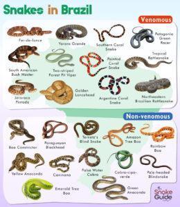 List of Common Venomous and Non-venomous Snakes in Brazil with Pictures