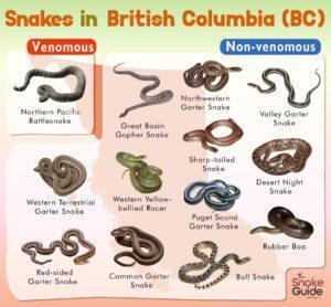 List Of Common Venomous And Non-venomous Snakes In British Columbia (BC ...