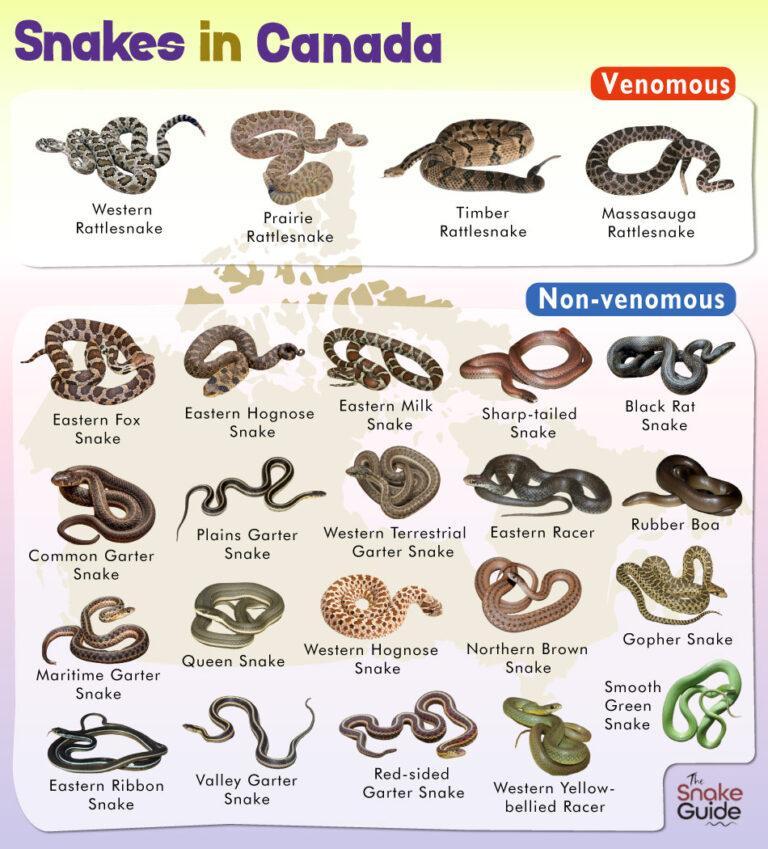 List of Common Venomous and Non-venomous Snakes in Canada with Pictures