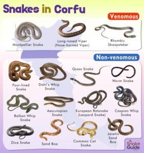 List Of Common Venomous And Non Venomous Snakes In Corfu With Pictures