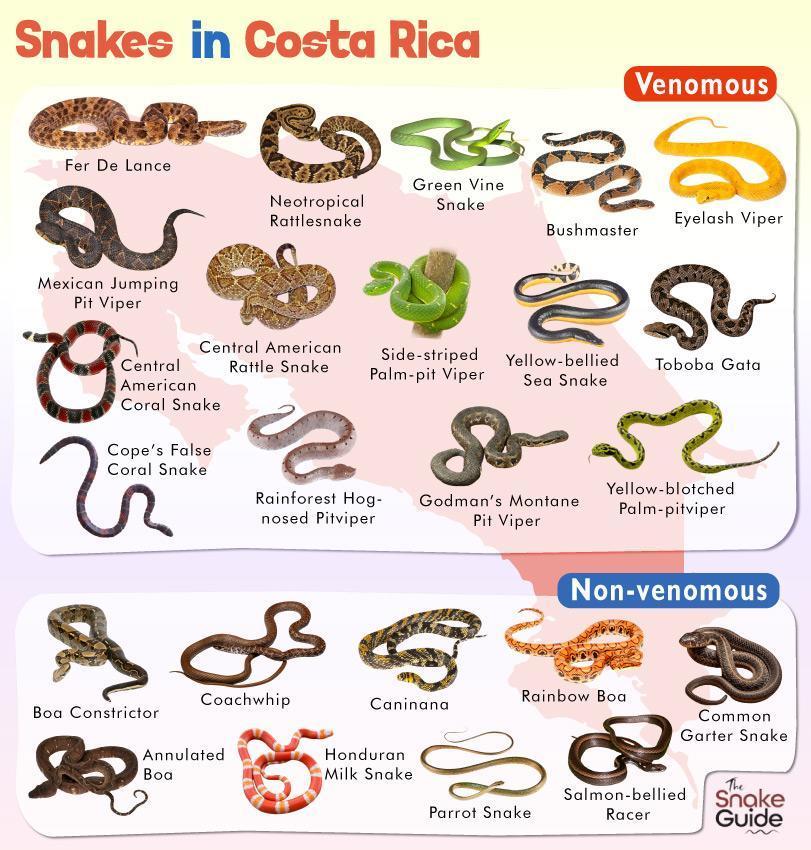 List of Common Venomous and Nonvenomous Snakes in Costa Rica with Pictures