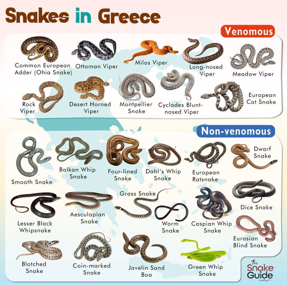 List Of Common Venomous And Non venomous Snakes In Greece With Pictures