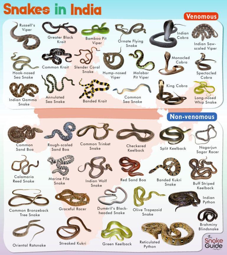 List of Common Venomous and Non-venomous Snakes in Vietnam with Pictures