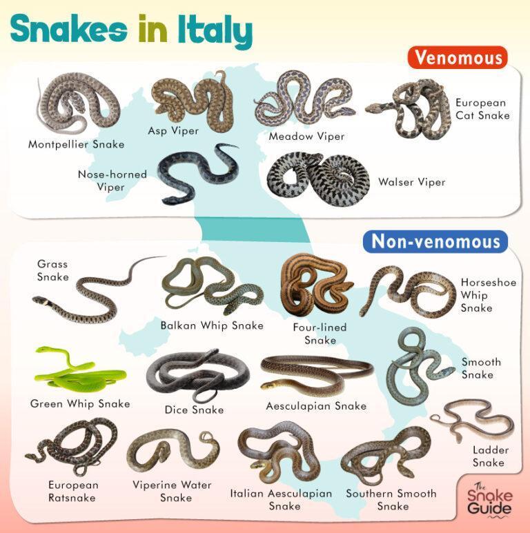 List of Common Venomous and Non-venomous Snakes in Italy with Pictures