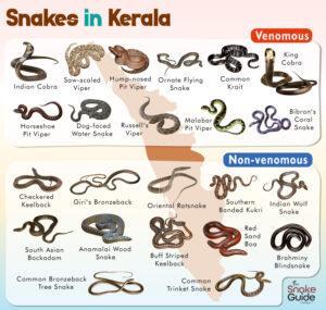 List of Common Venomous and Non-venomous Snakes in Kerala with Pictures