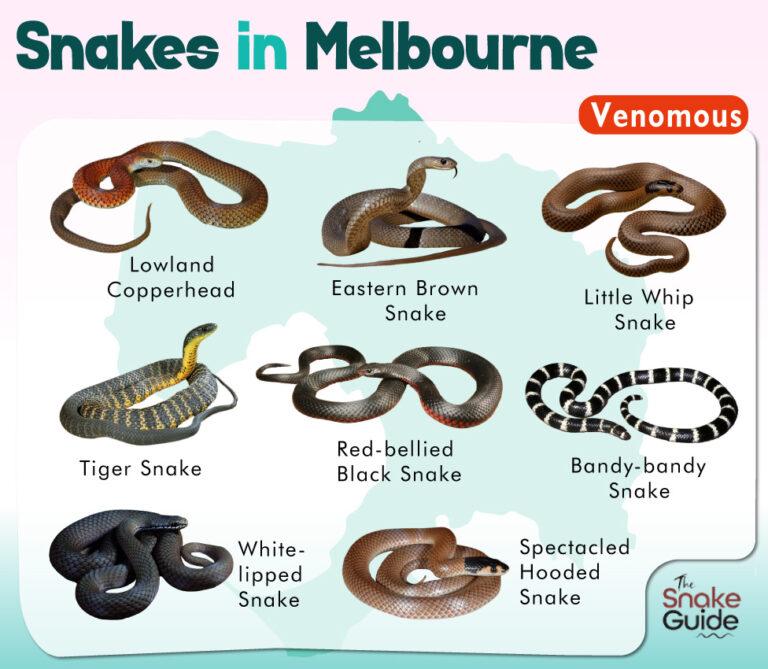 List Of Common Venomous And Non-venomous Snakes In Melbourne With Pictures