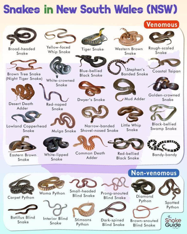 List of Common Venomous and Non-venomous Snakes in NSW List with Pictures