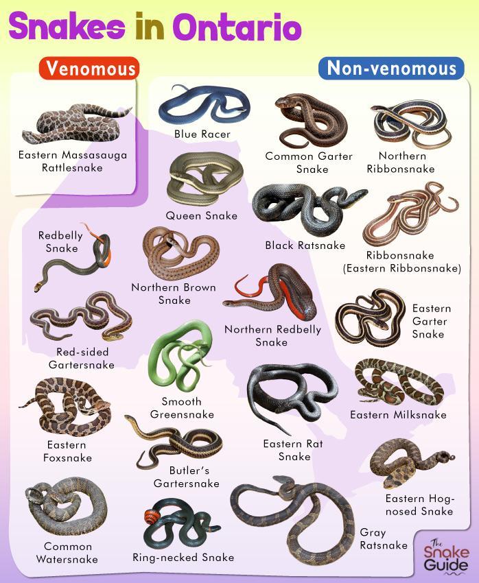 List of Common Venomous and Non-venomous Snakes in Ontario with Pictures