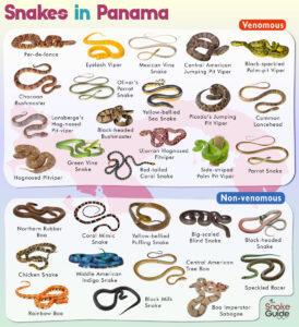 List of Common Venomous and Non-venomous Snakes in Panama with Pictures