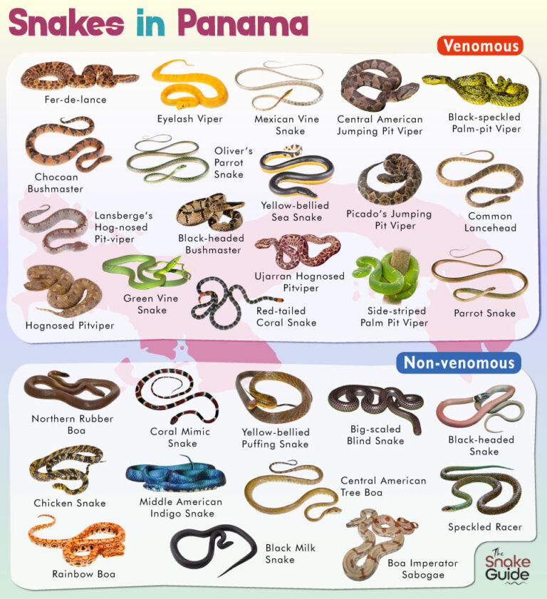 List Of Common Venomous And Non-venomous Snakes In Panama With Pictures