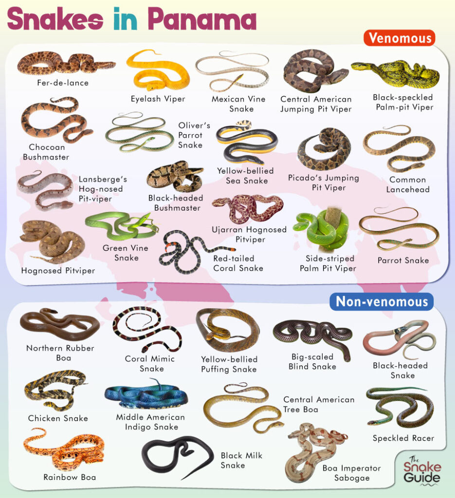 List Of Common Venomous And Non venomous Snakes In Panama With Pictures