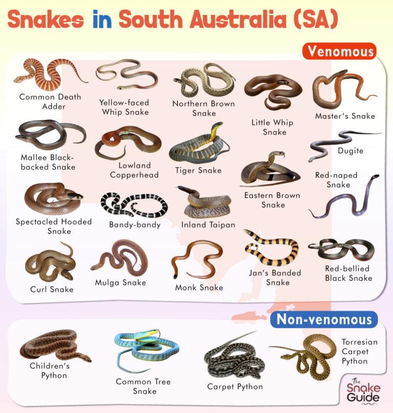 List of Common Venomous and Non-venomous Snakes in South Australia