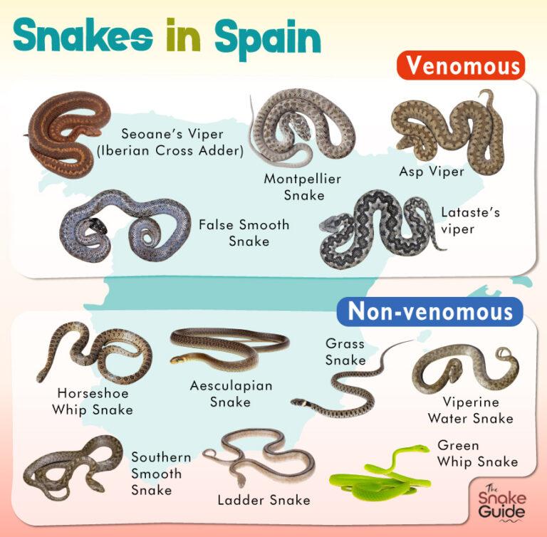 List of Common Venomous and Non-venomous Snakes in Spain with Pictures