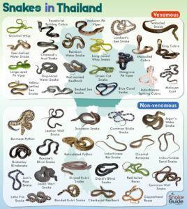 List of Common Venomous and Non-venomous Snakes in Vietnam with Pictures