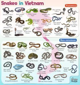 List of Common Venomous and Non-venomous Snakes in Vietnam with Pictures