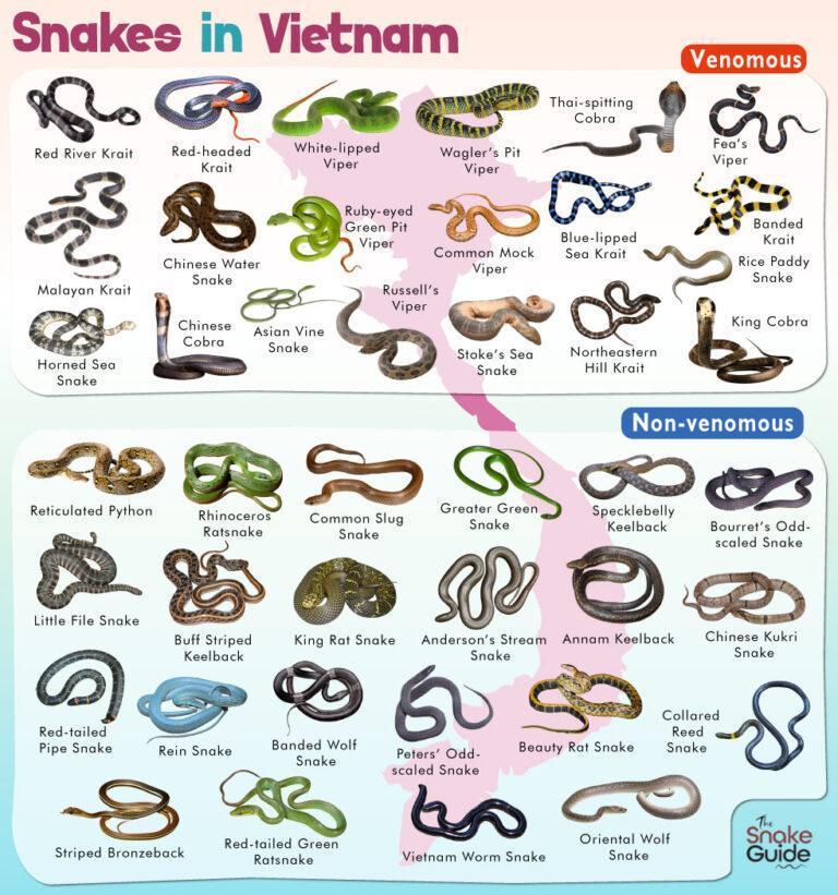 List Of Common Venomous And Non venomous Snakes In Vietnam With Pictures