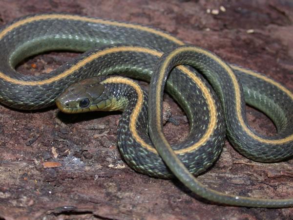 Aquatic Garter Snake Facts, Description, Diet, And Pictures