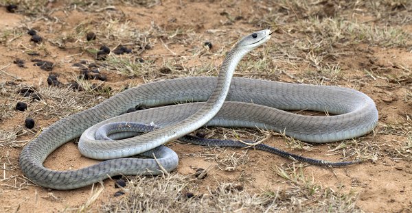 Black Mamba Snake Facts, Description, Habitat, Diet, and Pictures