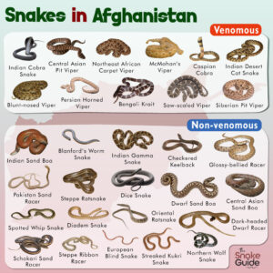 List of Common Venomous and Non-venomous Snakes in Afghanistan with ...