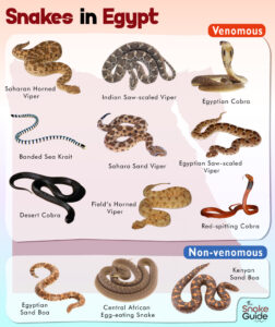 List of Common Venomous and Non-venomous Snakes in Egypt with Pictures