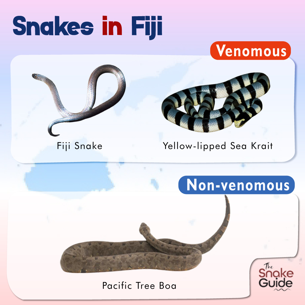 Does Fiji have snakes?