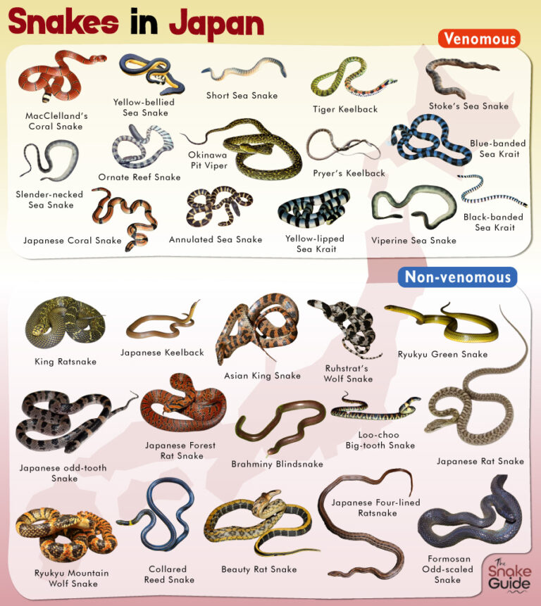 List of Common Venomous and Non-venomous Snakes in Japan with Pictures