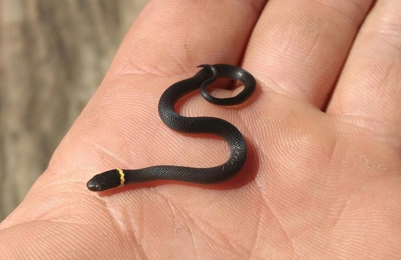 Are Ringneck Snakes Poisonous Or Dangerous AZ Animals 48 OFF