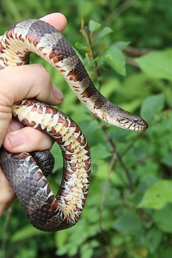 Northern Water Snake Facts, Description, Diet, and Pictures