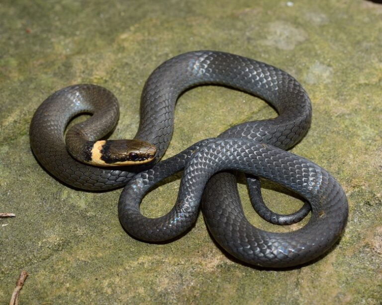 Ring-necked Snake Facts, Description, Diet, and Pictures