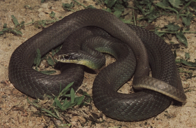 Eastern Yellow-bellied Racer Facts, Description, Diet, And Pictures