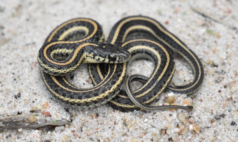 Plains Garter Snake Facts, Description, Diet, And Pictures