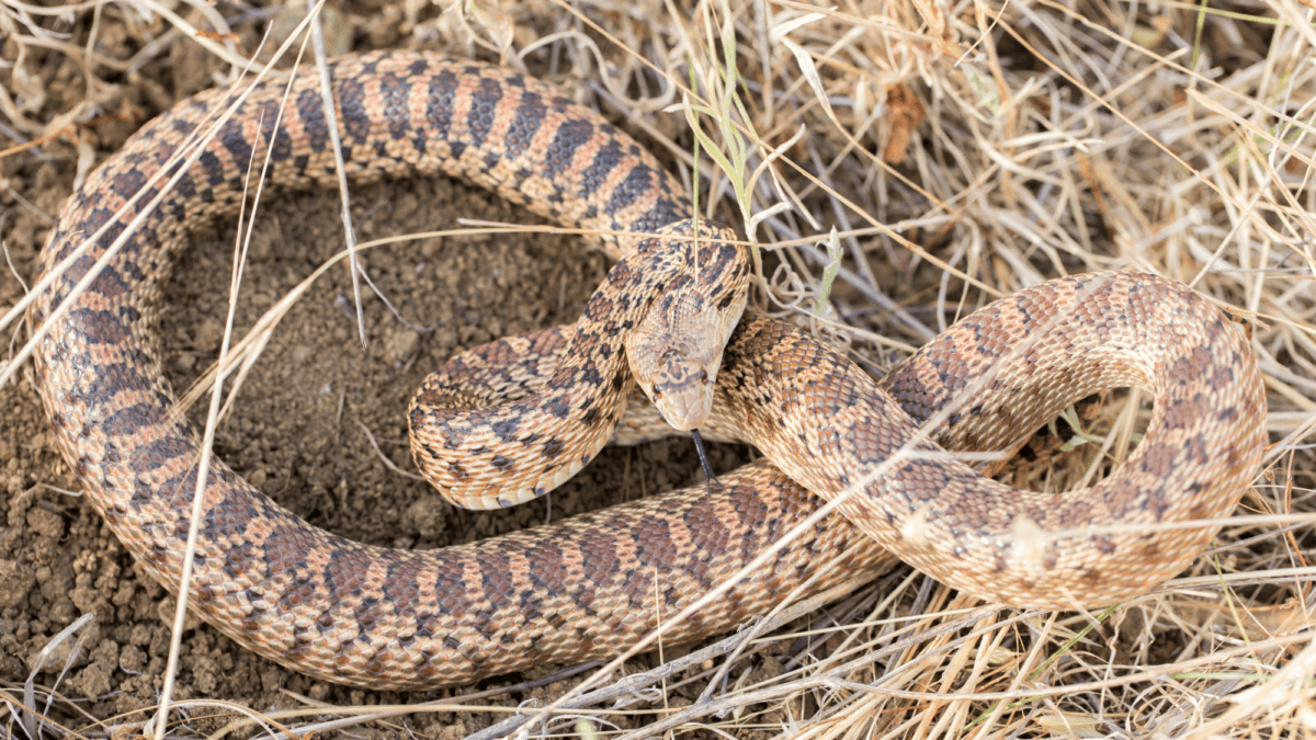 Pacific Gopher Snake Facts Description Size Diet And Pictures