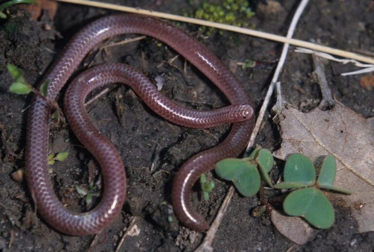 Texas Blind Snake Facts, Description, Diet, and Pictures