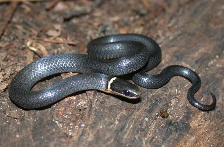 Ring-necked Snake Facts, Description, Diet, And Pictures