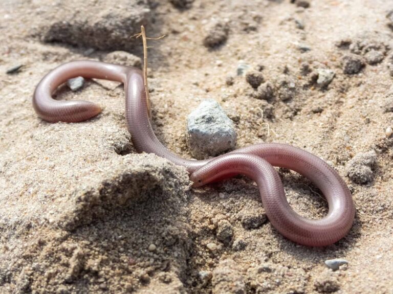 Texas Blind Snake Facts, Description, Diet, and Pictures